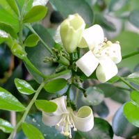 ジャスミン,シルクジャスミン,ゲッキツ(シルクジャスミン),カロライナ ジャスミン,いい香りの画像