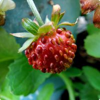 ワイルドストロベリー,ワイルドストロベリー　たなばたの画像