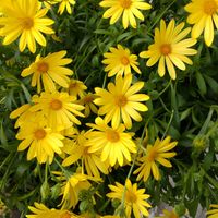 エリシマム,クモマグサ,オステオスペルマム,キララ,クモマグサ（雲間草）の画像