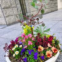 パンジー,パンジー,ヒメキンギョソウ,ヒメキンギョソウ,クスノキの画像