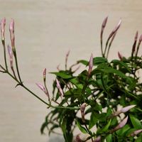 ジャスミンの画像