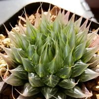 ハオルチア,ハオルチア,クーペリー,多肉植物,ハオルチア属の画像