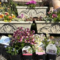 ネメシア,ステラ,ミオソティス ミオマルク,花苗,PWの画像