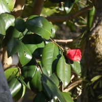 寒椿,寒椿,Juneの会,木曜日は木に咲く花,2020年6月同期NO.002の画像