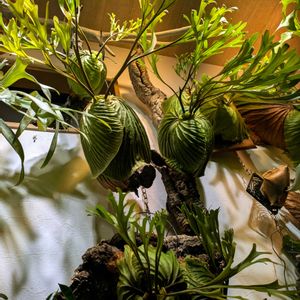 リドレイ,プラケティリウム・リドレイ,子株,シダ植物,LED栽培の画像