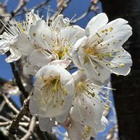 サクランボ,杏の花,サクランボのお花,我が家の庭,果樹の画像