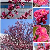 ジャスミン,ジャスミン,薩摩紅梅,薩摩紅梅,摩耶紅の画像