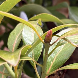 タブノキ,冬芽,クスノキ科,木曜日は木の画像