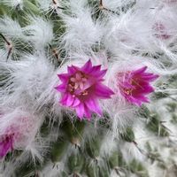 サボテン 銀河,鉢植え,サボテンの花,多肉女子,もふもふの画像
