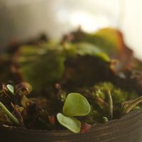 ハオルチア,多肉植物,観葉植物,塊根植物,サボテン科の画像