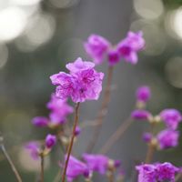 ツツジ,ゲンカイツツジ,マクロレンズ,ミラーレス一眼,大船フラワーセンターの画像