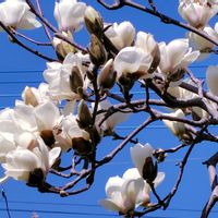 モクレン,モクレン,いつもありがとう❤️の画像