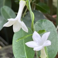 マダガスカルジャスミン,筑波実験植物園,今日のお花　間違えたっ！(>_<)の画像