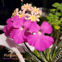 ムシトリスミレ,ピンギキュラ,Pinguicula(moctezumae × colimensis),多肉植物,観葉植物の画像
