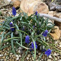 多肉植物,観葉植物,植物,お花,お庭の画像