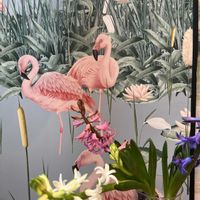 観葉植物,植物,お花,お庭,マイガーデンの画像