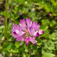 レンゲソウの画像