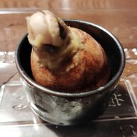 アボカド,芽の出てたアボカド,アボカド栽培,花のある暮らし,北海道からの画像