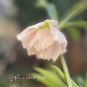 クリスマスローズ,大和園 クリスマスローズ,ナチュラルガーデン,ジャンクガーデン,シェードガーデンの画像