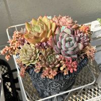 クリスマスローズ,桃太郎,多肉植物,多肉植物寄せ植え,花のある暮らしの画像