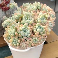 レモンシャドー,ロッティ×プロリフィカ,多肉植物,多肉大好き,多肉植物の紅葉の画像