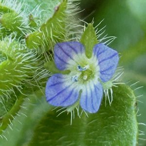 オオイヌノフグリ,フラサバソウ,フラサバソウ,フブキチュウ,温室の画像