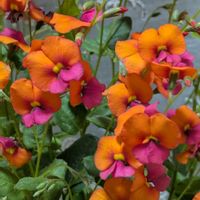 大好きなお花♡,季節を楽しむ,初めてのお花,可愛いい,ミッチの会の画像