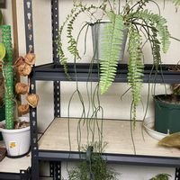 シダ,リプサリスの画像