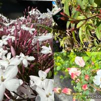 スミレ,ハス,ホトケノザ,胡蝶蘭,胡蝶蘭の画像