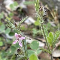 スミレ,シロバナマンテマ,道端の草花,山野草,スマホ撮影の画像