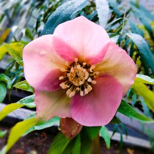 クリスマスローズ,クリスマスローズ,クリスマスローズ　シングル　ピンク,花壇,ガーデニングの画像