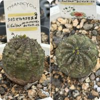 E.falsa×(20-スーパーバリダ×オベサ04-01),E.falsa×(20-スーパーバリダ×オベサ04-01),E.falsa,(20-スーパーバリダ×オベサ04-01),多肉植物の画像