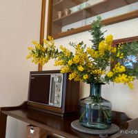 ミモザ,ミモザアカシア,ギンヨウアカシア,ミモザ（ギンヨウアカシア）,IKEAの画像