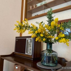 ミモザ,ミモザアカシア,ギンヨウアカシア,ミモザ（ギンヨウアカシア）,IKEAの画像