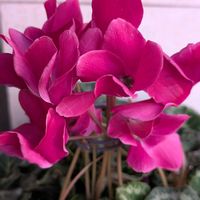 シクラメンの画像