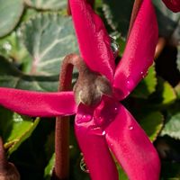 シクラメンの画像