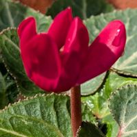 シクラメンの画像