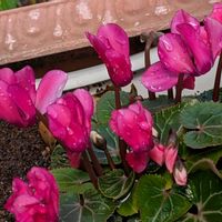 シクラメンの画像