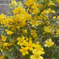 ジャスミン,ジャスミン,赤花トキワマンサク,カロライナ ジャスミン,カロライナ ジャスミンの画像