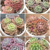 コスモス,アイスピンキー,メローイエロー,ピンクステラ,エケベリア シュガーベビーの画像