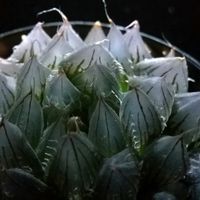 ハオルチア,ピリフェラ,多肉植物,ハオルチア属,透明な窓の画像