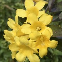 カロライナジャスミン,ハゴロモジャスミン,つる性,香り,モクセイ科の画像