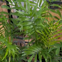 テーブルヤシ,ミニテーブルヤシ,テーブルやし,テーブル椰子,ﾃｰﾌﾞﾙﾔｼの画像