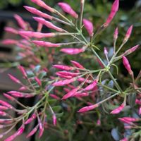 ジャスミン,羽衣ジャスミン,ジャスミンの蔓,ジャスミンの蕾,ハゴロモ・ジャスミンの画像