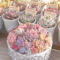 白桃,マチルダ,アルバビューティー,アリエル,エケベリア ラズアガの画像