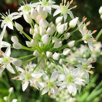 ニラ,ニラ,ニラの花,ニラの花,白い花の画像