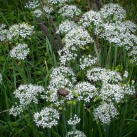 キンセンカ,ニラ,ベロニカ・オックスフォードブルー,原種シクラメン コウム,フヨウカタバミの画像