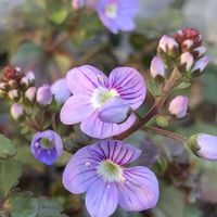 ベロニカ,ベロニカ・マダムマルシアの画像