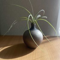 チランジア,エアプランツ,一輪挿し,信楽焼,iPhone撮影の画像