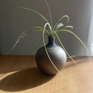チランジア,エアプランツ,一輪挿し,信楽焼,iPhone撮影の画像